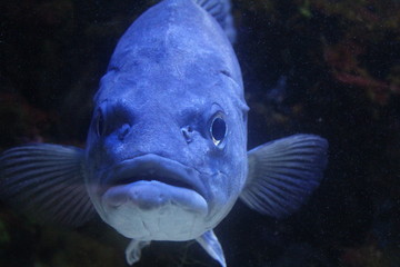 portrait poisson