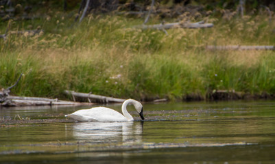 A solitaire trumpeter swan feeding on vegetation in the warm waters of Firehole River, Yellowstone National Park.