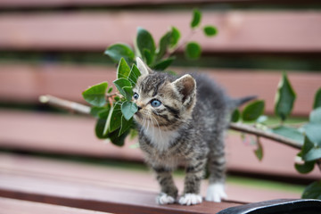 cute little tabby kitten outdoors
