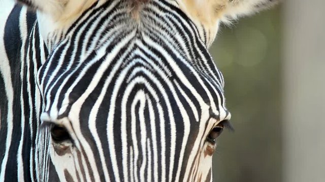 zebra eye close-up in zoo, Bioparco, Rome, Italy