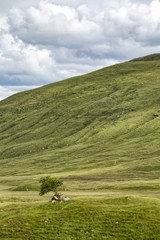 A lone tree just west of Loch Cluanie near the Battle of Glenshiel historical site.