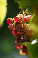 Weintrauben im Sonnenlicht