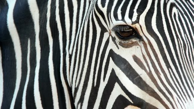 zebra eye close-up in zoo, Bioparco, Rome, Italy