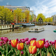 The charming landscape of tulips on the background of boats and houses on the canal in Amsterdam, Netherlands