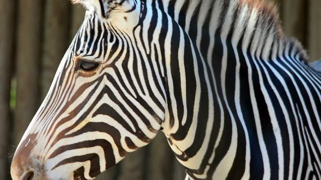 zebra eye close-up in zoo, Bioparco, Rome, Italy