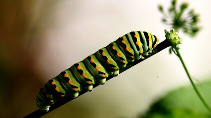 caterpillar