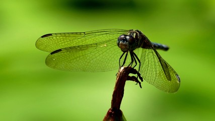 Dragonfly on a Green background