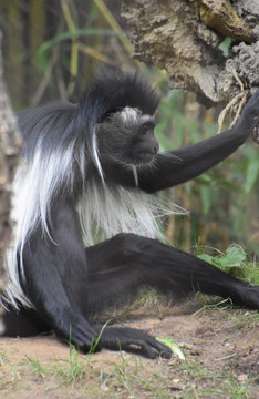 Mantled Colobus Monkey Sitting on the Ground Under a Fallen Log