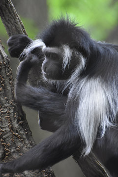 Black and White Colobus Monkey Sitting in a Tree Perch