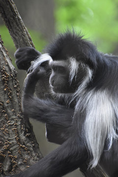 Long Fur Down the Back of a Colobus Monkey