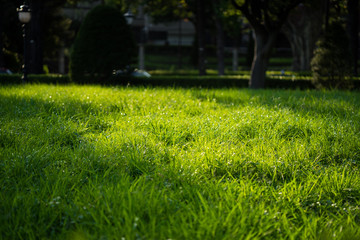 東京都新宿区四谷１丁目、若葉東公園の緑地。
