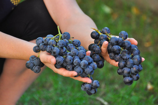 Woman holding grapes. The woman's hand holds a large cluster of grapes