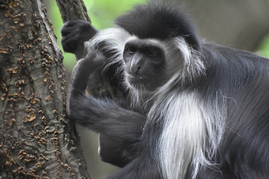 Mantled Colobus Monkey with Long Shaggy Fur on His Back