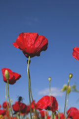 Obraz premium wild red poppy against blue sky