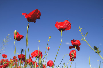 Fototapeta premium dzikie czerwone maki przeciw błękitne niebo