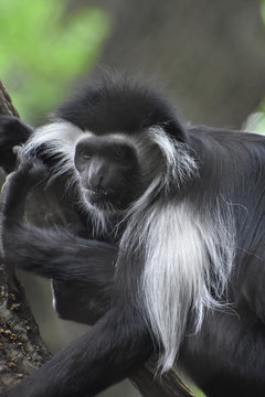 Shaggy Mantled Guereza Monkey Sitting in a Tree