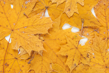 Autumn leaves