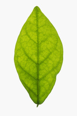 Backlit jasmine leaf isolated on a white white background