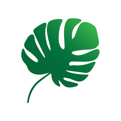 palm tree leaf, Monstera tropical plant- vector illustration