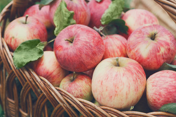 Basket with apples harvest on grass in garden, top view