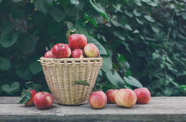 Baskets with apples harvest in fall garden
