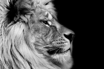 Photo sur Plexiglas Lion Lion affiche