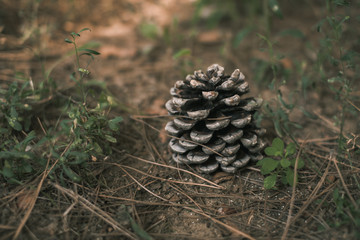 Pine Cone on the Ground