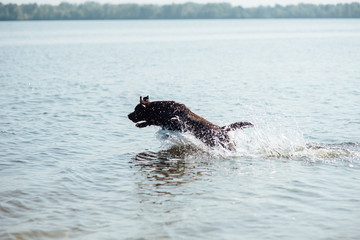 cheerful brown labrador play in water
