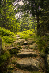 Obraz premium Ścieżka przecinająca drzewa w lesie górskim