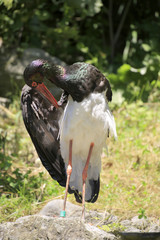 Schwarzstorch (Ciconia nigra) beim Gefiederreinigen