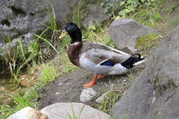 Stockente (Anas platyrhynchos), Erpel