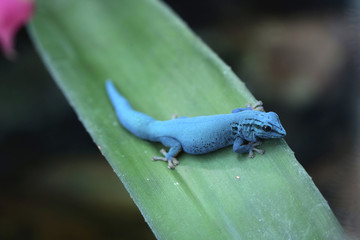 Himmelblauer Zwergtaggecko (Lygodactylus williamsi) sitzt auf grünem Blatt  