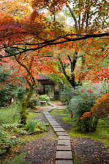 Fototapeta na wymiar 京都の紅葉