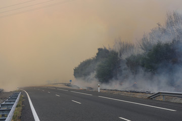 Forest fire on the road