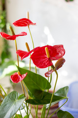 Red anthurium flowers