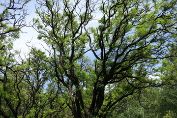 Fototapeta premium Wavy branches of Robinia pseudoacacia umbraculifera against the sky