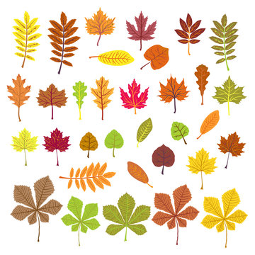 Set of orange leaves on white background. ECO autumn Nature wallpaper. BIO design