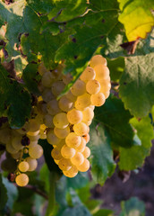 Bunch of Golden grapes hanging on vine stock at wine yard, plantation in Spain
