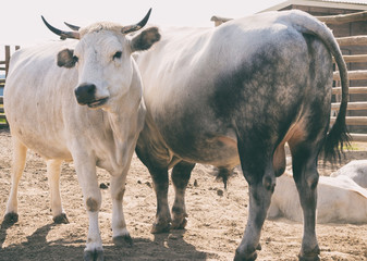 The cow and the bull in the zoo. Animals in captivity