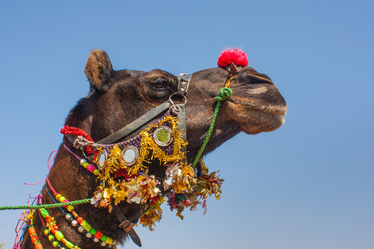 Colorfully Decorated Camel closeup