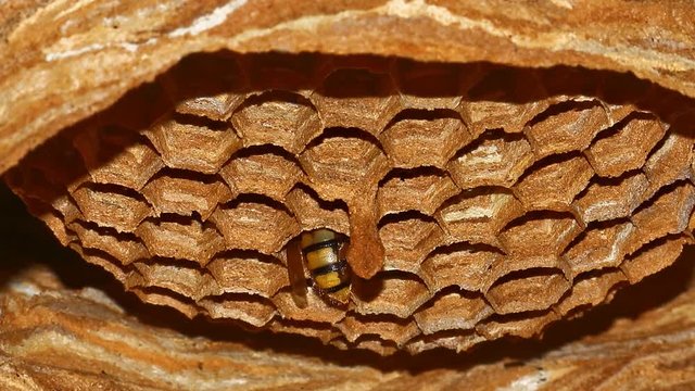 Hornets (Vespa crabro) do not sleep at night: time lapse recording from 10 p.m. to 10 a.m.
