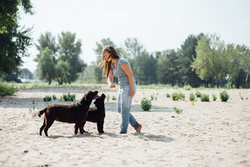 beautiful girl is playing with brown labradors