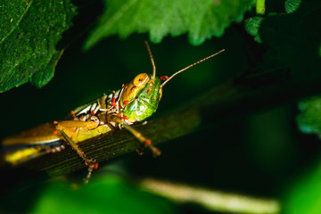 Fototapeta premium Colorful Grass Hopper resting