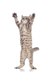 Tabby cat kitten leaping isolated on white