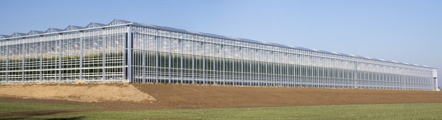 Agriculture tomato greenhouse
