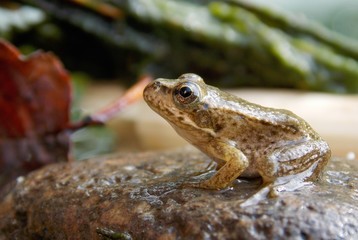 frog on the stone in the pond
