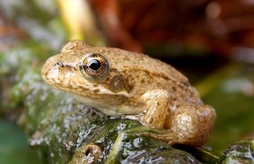 frog on the branch in the bar
