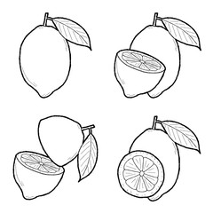 Citron Vector Illustration Hand Drawn Fruit Cartoon Art