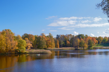 Autumn colorful landscape with falling leaves.October day in Pavlovsk Park, St.Petersburg, Russia