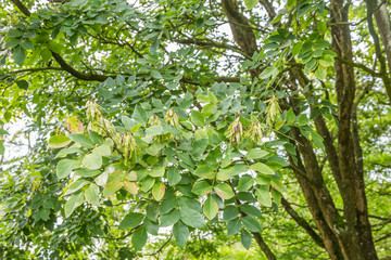 Detail of  seeds and leaves of Amur tree, maackia amurensis